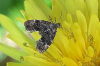 Anthophila fabriciana
