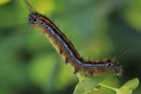 Malacosoma neustria