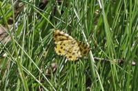 Pseudopanthera macularia