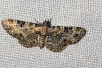Eupithecia linariata/pulchellata