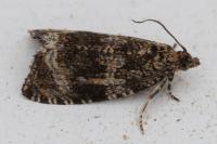 Celypha lacunana