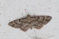 Gymnoscelis rufifasciata