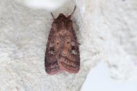 Diarsia rubi