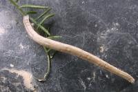 Rhodostrophia vibicaria