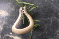 Rhodostrophia vibicaria
