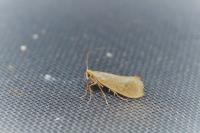 Nematopogon swammerdamella