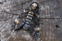 Acherontia atropos