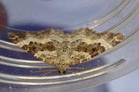Epirrhoe alternata