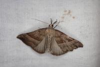Hypena proboscidalis