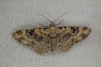 Eupithecia pulchellata
