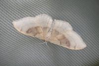 Idaea degeneraria