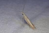 Coleophora albicosta