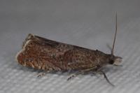 Dichrorampha acuminatana