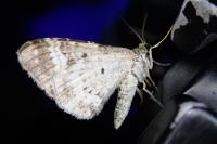 Epirrhoe alternata