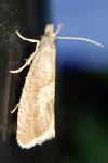 Dichrorampha acuminatana