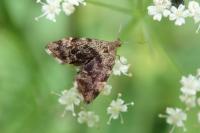 Anthophila fabriciana