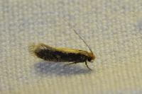Monopis crocicapitella