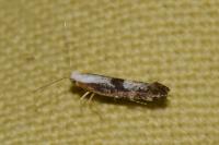 Argyresthia spinosella