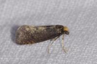 Taleporia tubulosa