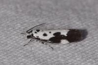 Ethmia quadrillella