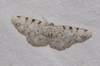 Aethalura punctulata
