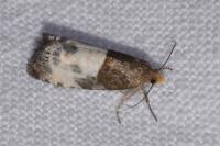 Notocelia cynosbatella