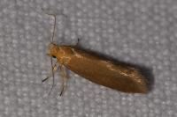 Crassa tinctella