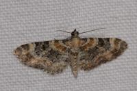 Eupithecia pulchellata