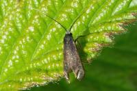 Adela reaumurella