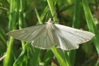 Siona lineata