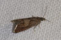 Dichrorampha acuminatana