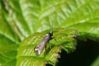 Adela reaumurella