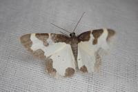 Lomaspilis marginata