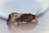 Notocelia cynosbatella