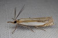 Crambus pascuella