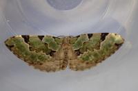 Colostygia pectinataria