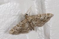 Gymnoscelis rufifasciata