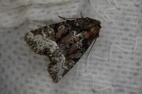 Oligia strigilis