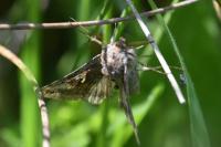 Autographa gamma