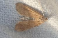Parapoynx stratiotata