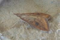 Udea ferrugalis