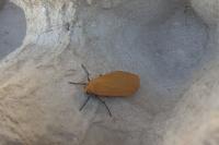 Wittia sororcula
