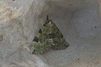 Colostygia pectinataria