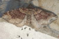 Xanthorhoe spadicearia