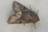 Oligia strigilis