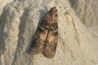 Euzophera pinguis