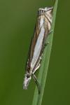 Crambus pascuella