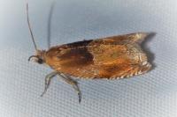 Ancylis mitterbacheriana