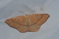 Cyclophora ruficiliaria