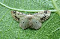 Idaea trigeminata